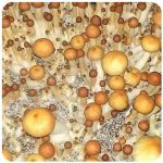 Псилоцибиновые (галлюциногенные)  грибы Psilocybin "Golden Teacher" в Искитиме